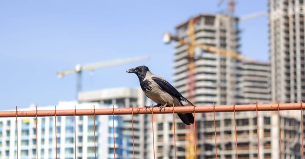 A grey and black hooded crow stands on a metal fence with a seed in its mouth in front of a city with cranes.